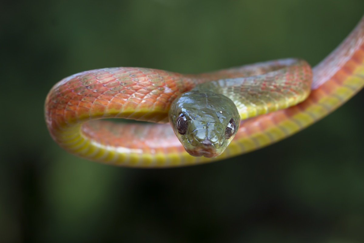 Czy padalec gryzie? Poznaj jego właściwości w ogrodzie
