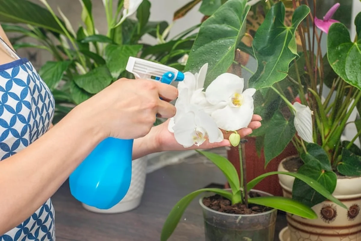 Kobieta rozpyla rośliny w doniczkach, dba o rośliny domowe w domu