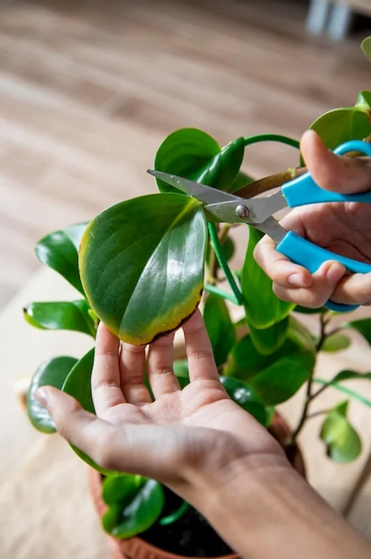 Rośliny domowe z chorobami konwalii