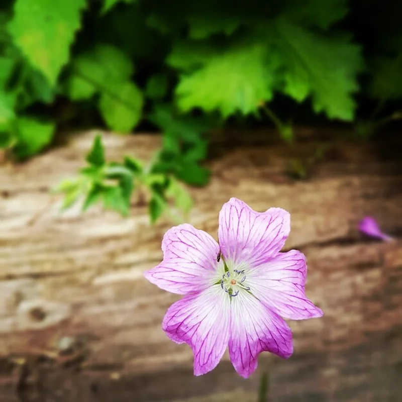 Bodziszek Rozanne: Jak rozmnażać i pielęgnować geranium?
