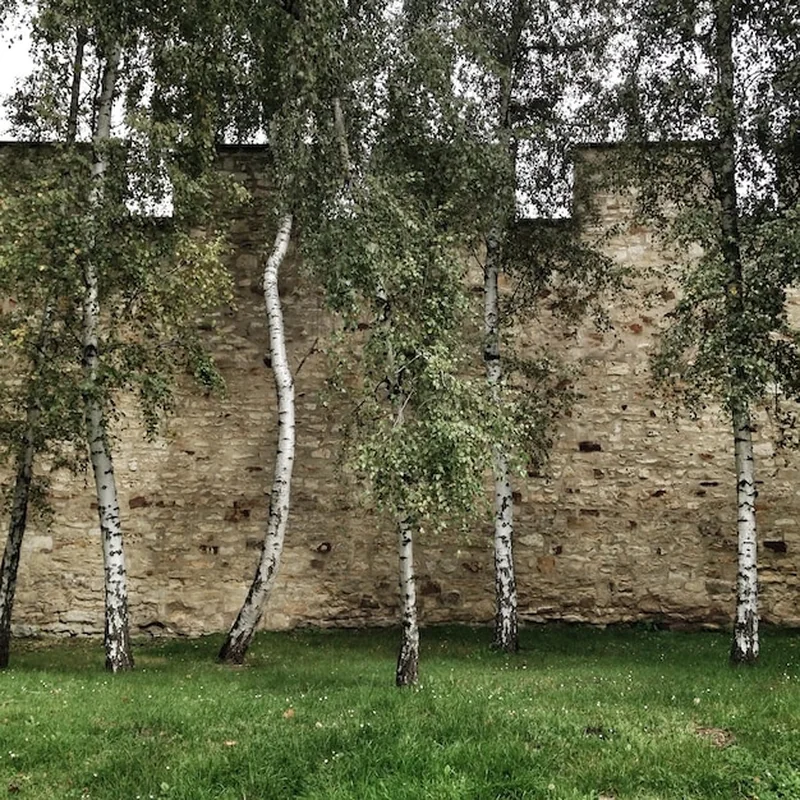 Brzozy przed domem – wady i zalety w ogrodzie