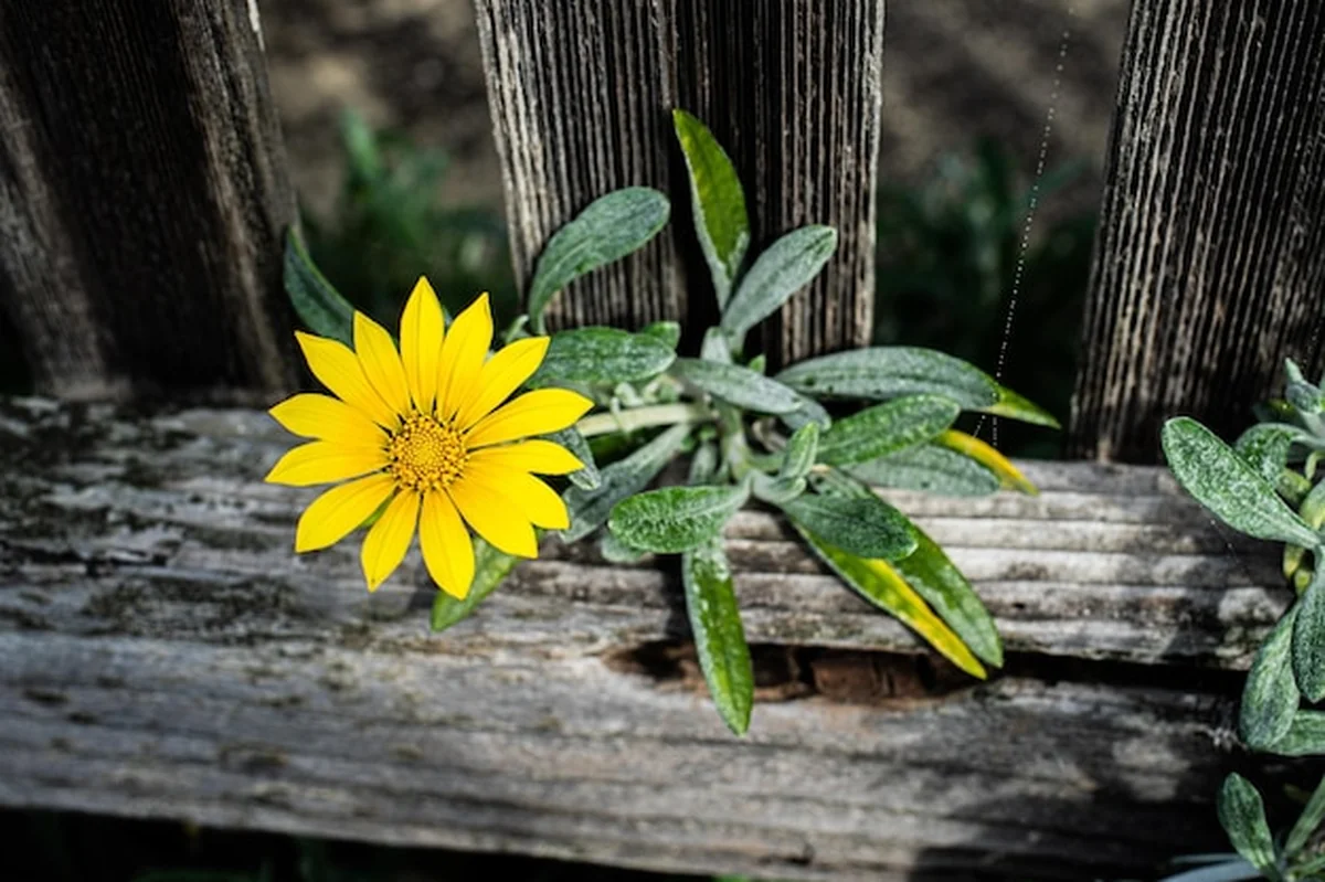 Zbliżenie kwitnącej żółtej rośliny