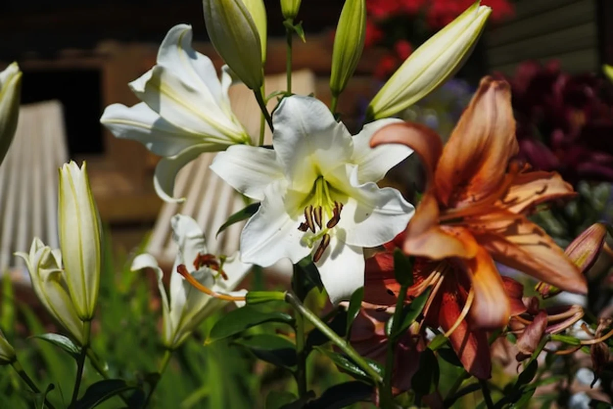 Biała lilia w ogrodzie