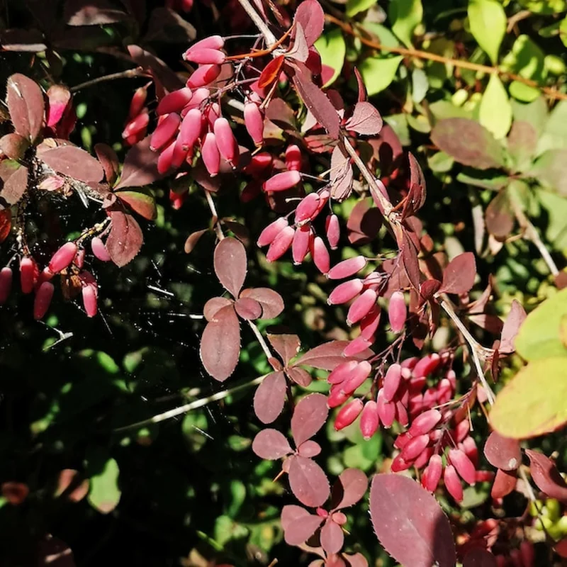 Berberys zwyczajny z czerwonymi liśćmi i jagodami