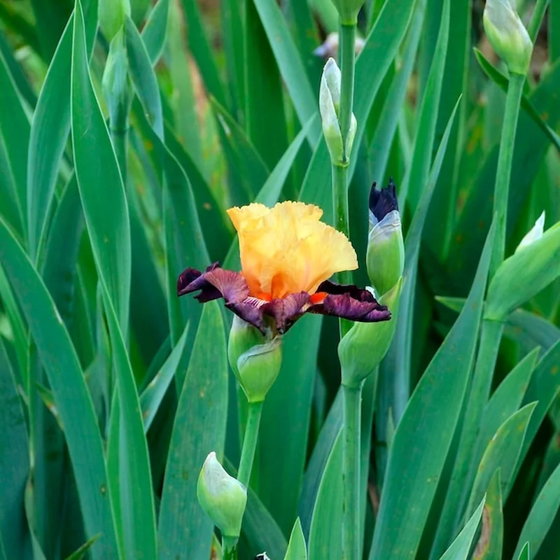 Co posadzić obok funkii? Rośliny do ogrodu i uprawy