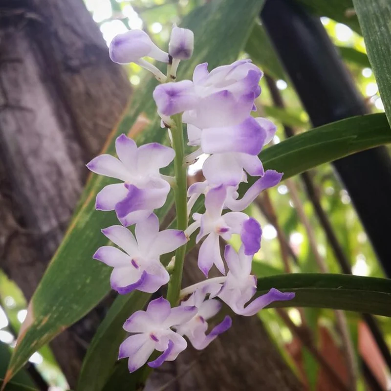 Zbliżenie fioletowych kwiatów