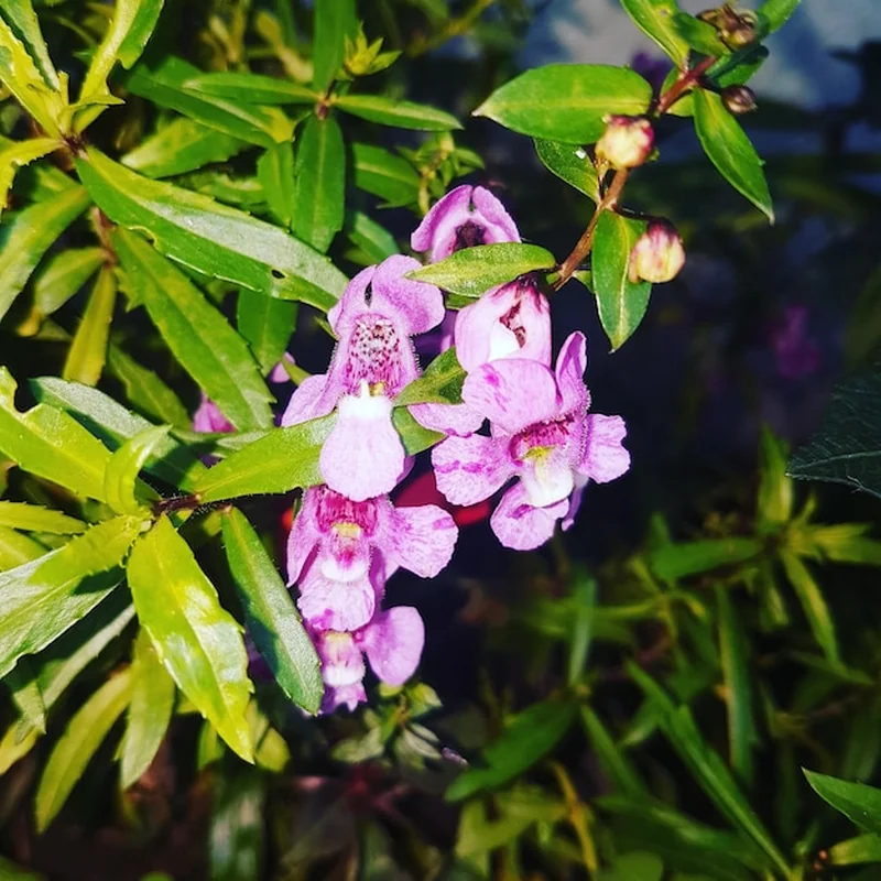 Różowa roślina kwitnąca