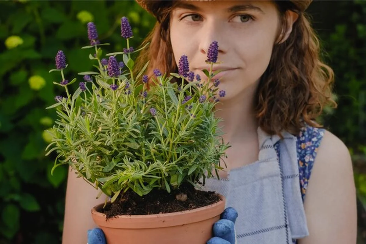 Młoda ogrodniczka trzyma doniczkową lawendę na zewnątrz