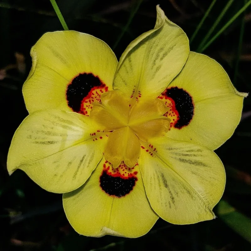 Żółty kwiat guzmanii na świeżym powietrzu