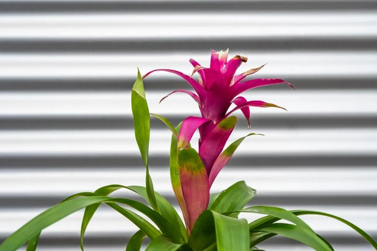 Roślina Guzmania na drewnianej podłodze tarasu z czerwonymi liśćmi i metalowymi ścianami