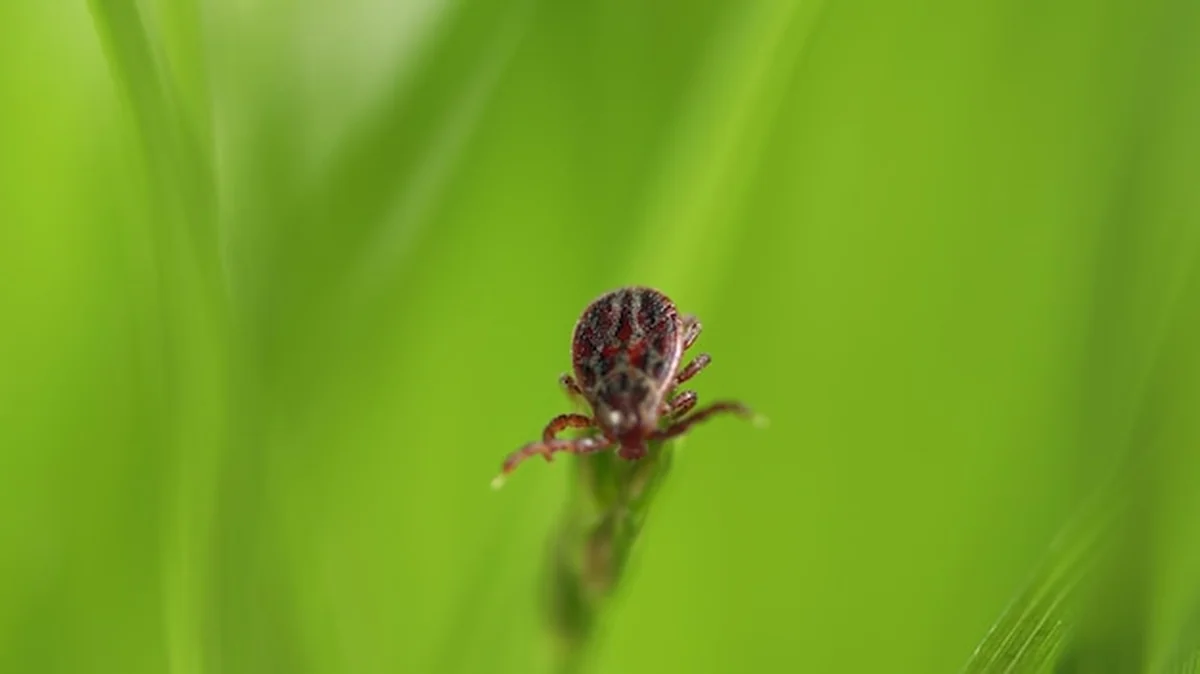Ixodid kleszcz na zielonym liściu przenoszący chorobę
