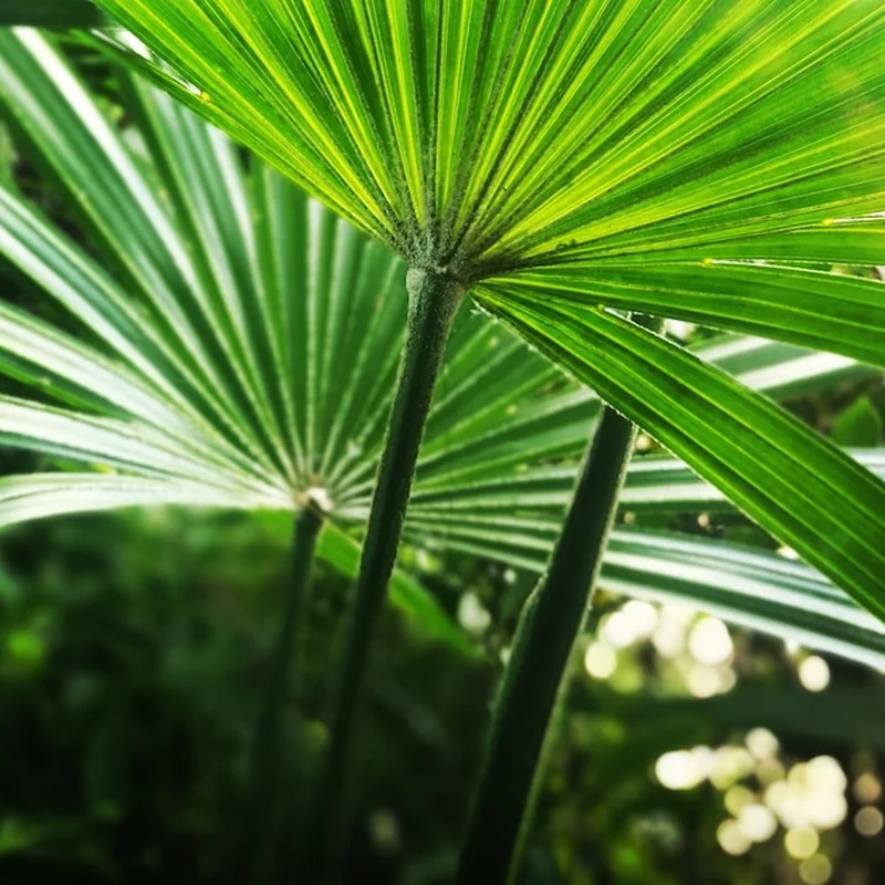 Zbliżenie liści palmowych