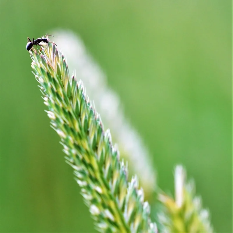 Czy w tujach są kleszcze? Sprawdź, jak ich unikać w ogrodzie