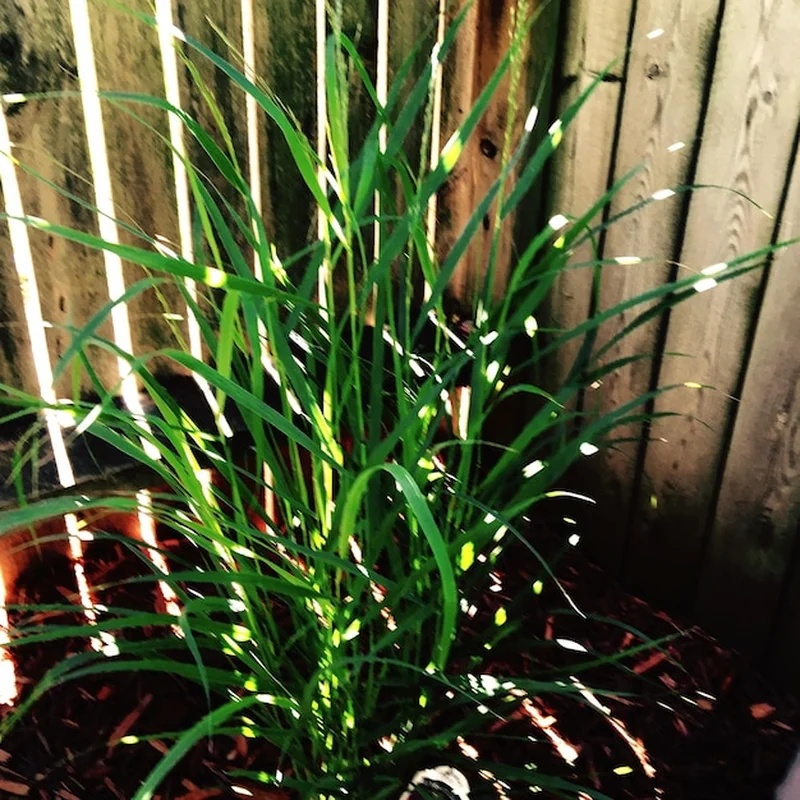 Zbliżenie miskanta olbrzymiego po posadzeniu