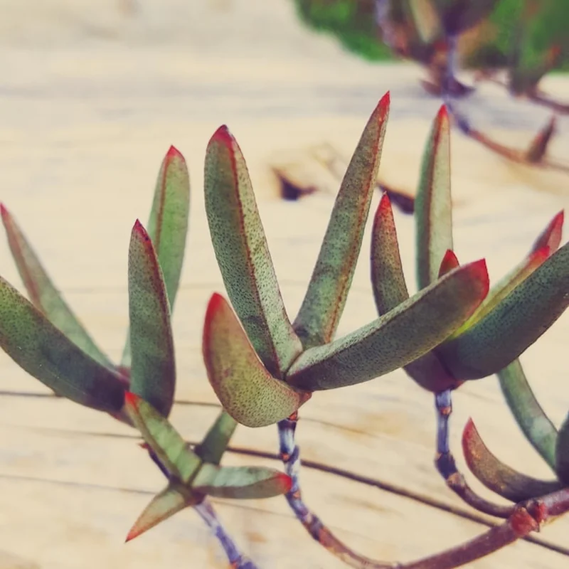 Grudnik wiotkie liście – jak dbać o roślinę? Pielęgnacja