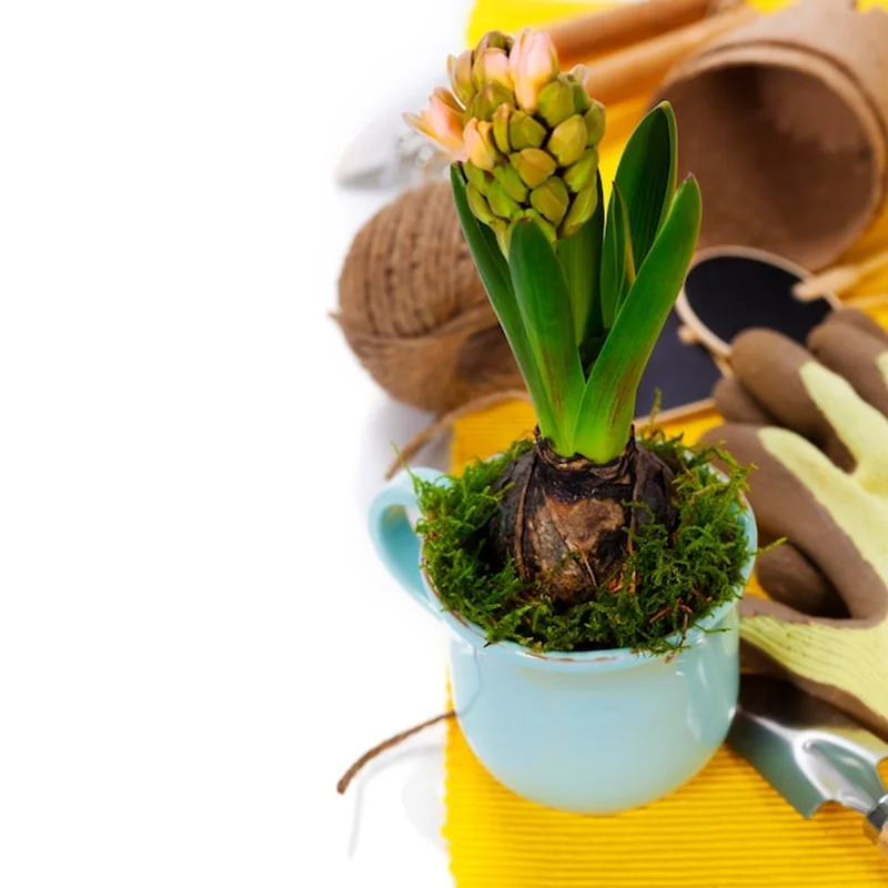 Roślina w doniczce na stole