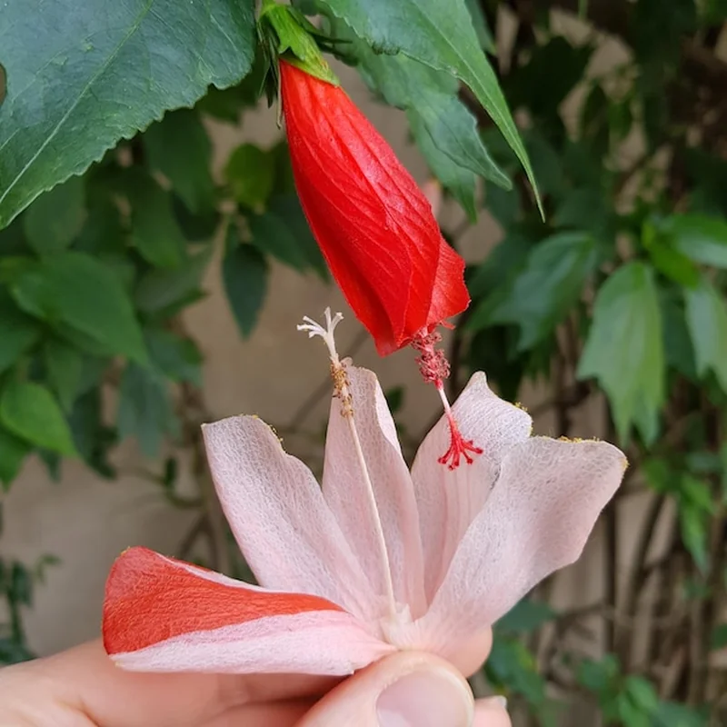 Zbliżenie czerwonych i miękko różowych kwiatów hibiskusa