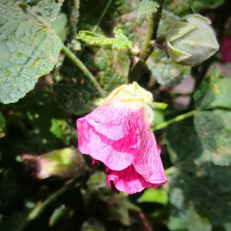 Zbliżenie różowej róży