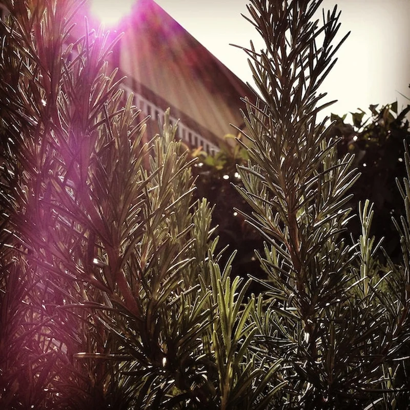 Rośliny oświetlone słońcem w ogrodzie