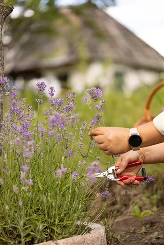 Zbliżenie ogrodnika zbierającego kwiaty lawendy