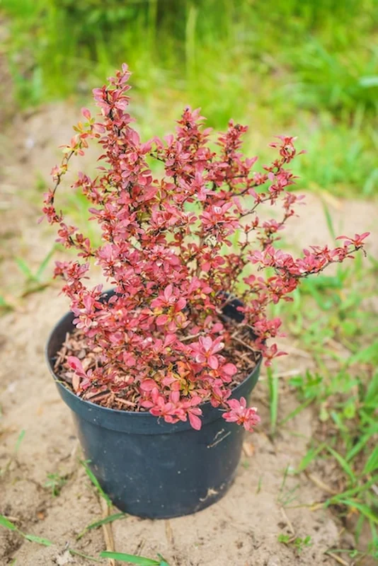 Sadzonka berberysu z czerwonymi listkami do sadzenia w ogrodzie