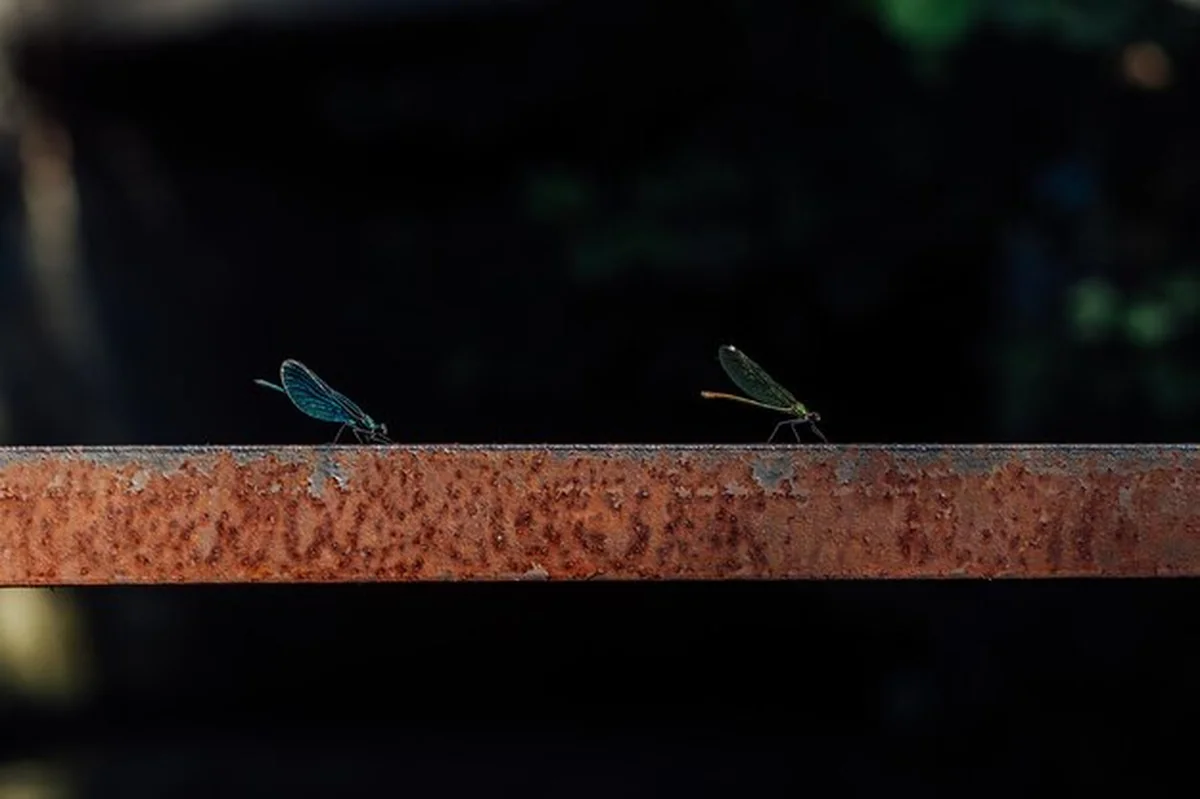 Dwie ważki na zardzewiałym metalowym pręcie