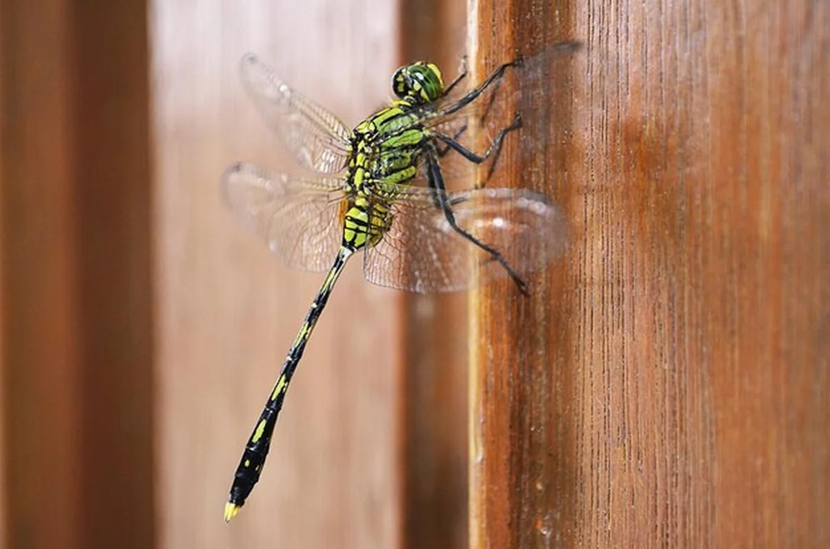 Zbliżenie ważki na drewnie