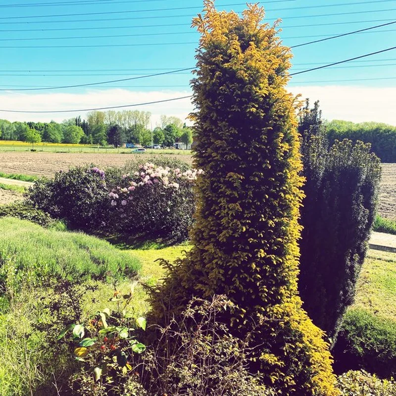 Drzewa rosnące na polu