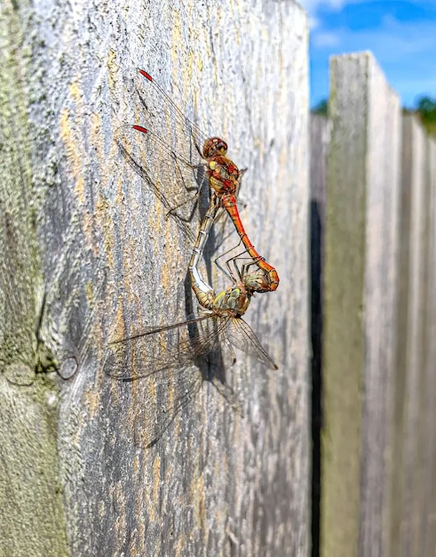 Zbliżenie ważki na pniu drzewa
