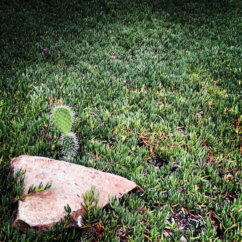 Rośliny rosnące na polu