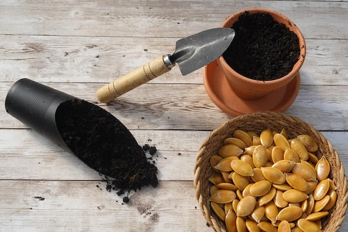 Ogrodnik sadzi nasiona dyni w terakotowym garnku