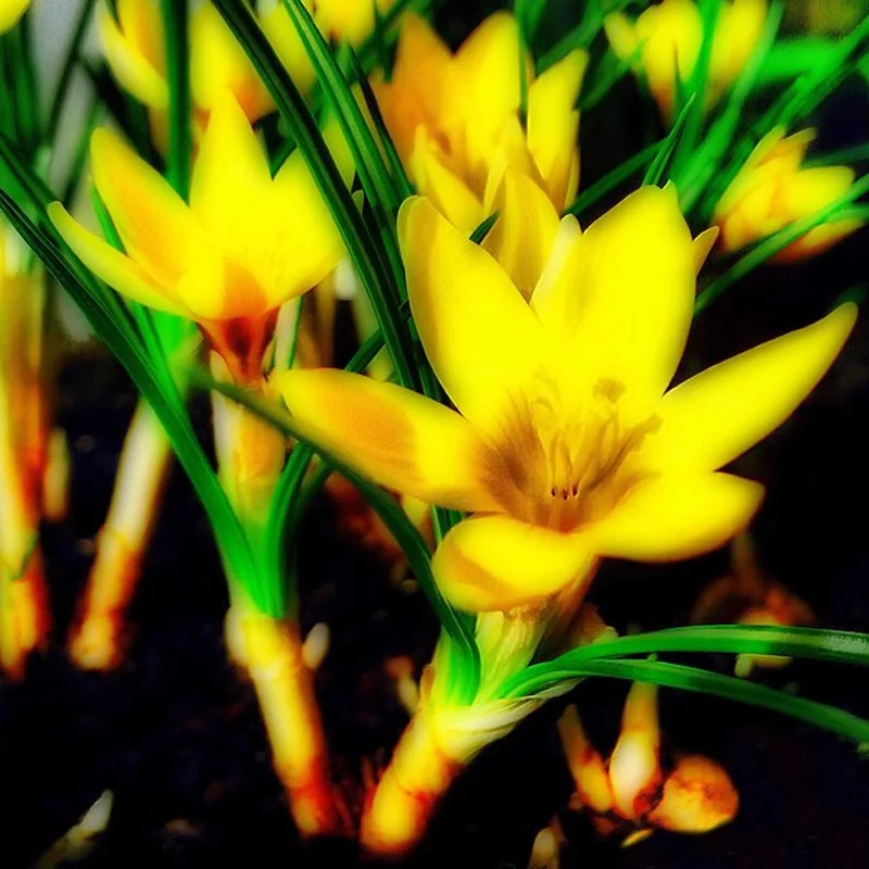 Kurkuma kwiat po przekwitnięciu – jak uprawiać w doniczce?