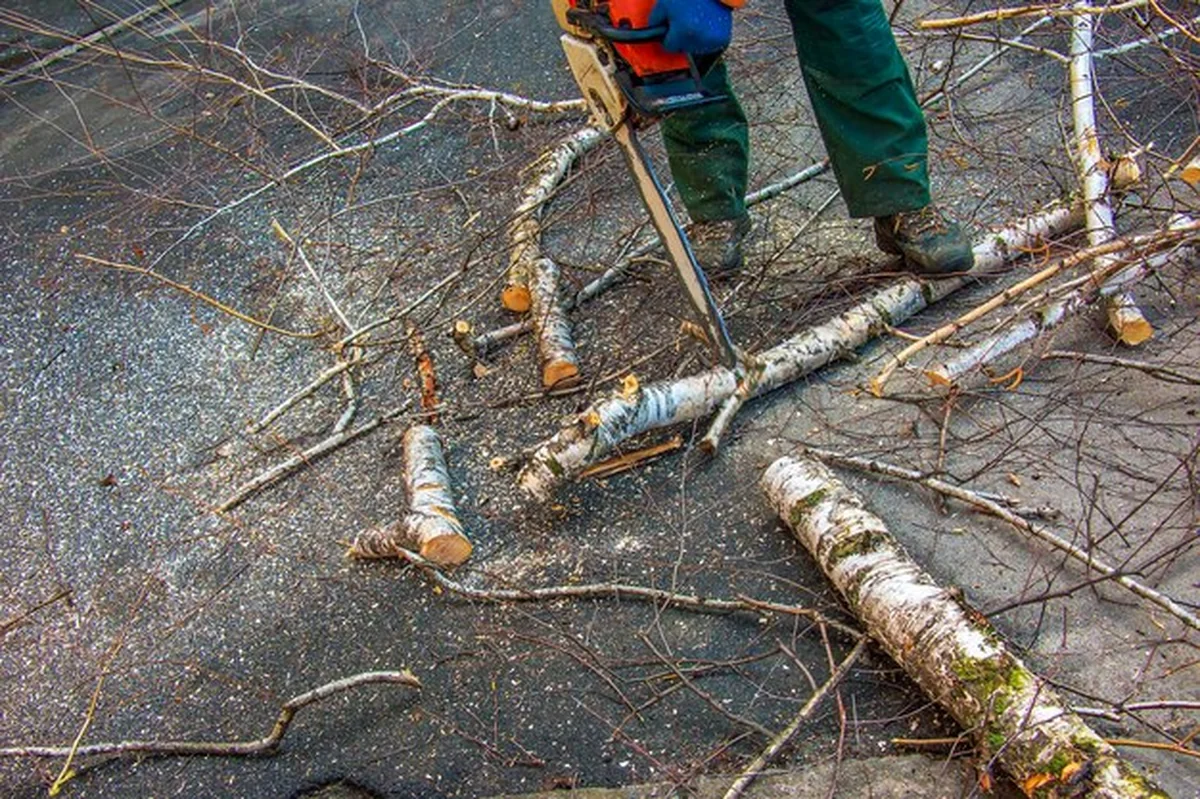 Pracownik służby miejskiej podczas wycinania gałęzi drzewa