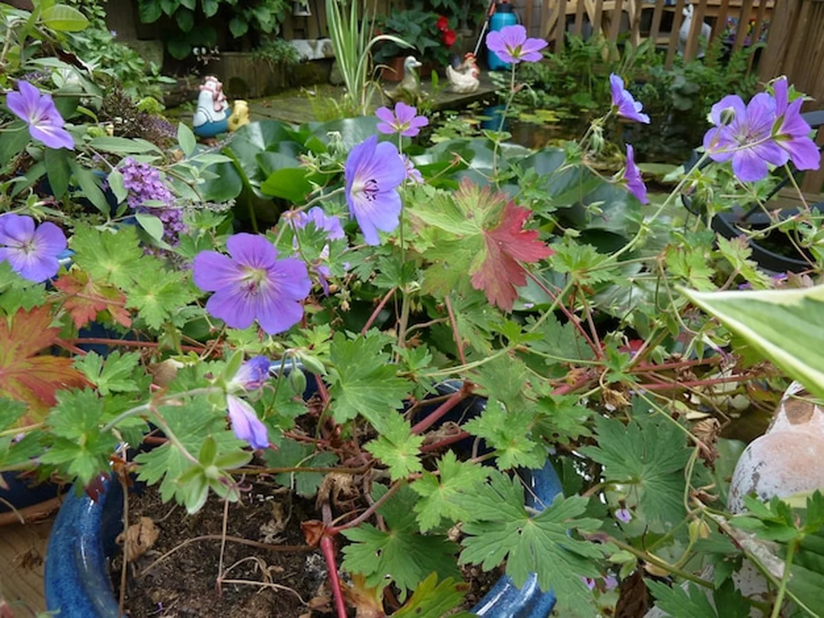 Fioletowe kwiaty bodziszka Rozanne na świeżym powietrzu
