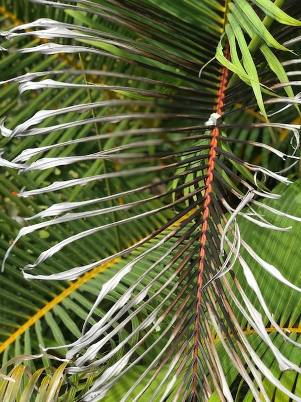 Zbliżenie liści palmy