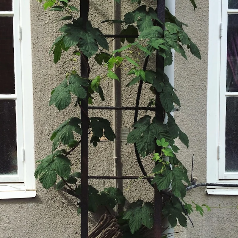 Mulenbekia – jak uprawiać gęste pnącze w doniczce?