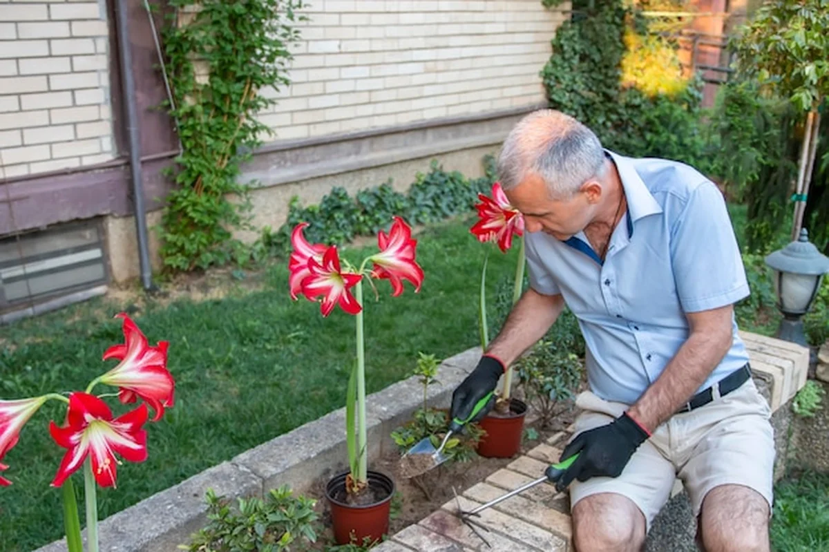 Mężczyzna ogrodnik z sadzonkami czerwonego kwiatu amarilis