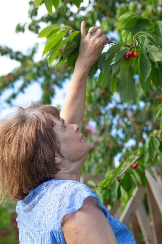 Starsza kobieta zbiera dojrzałe wiśnie w ogrodzie