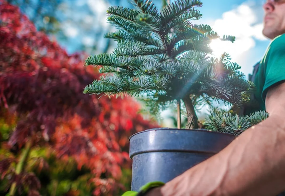 Ogrodnik przenosi młode drzewo pod niebem jesienią