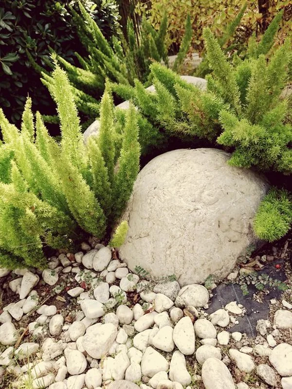 Zbliżenie kaktusa na skale