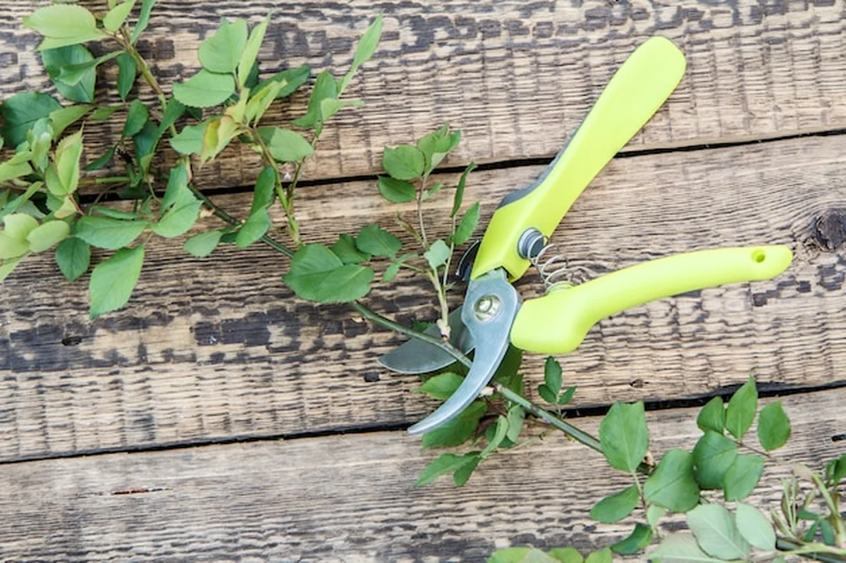 Sekator i wycięta gałąź róży na desce. Narzędzia ogrodnicze