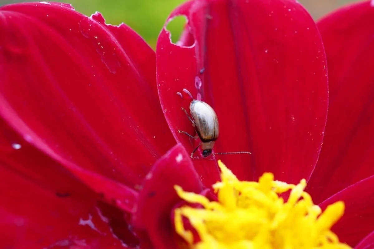 Zbliżenie czerwonego kwiatu róży