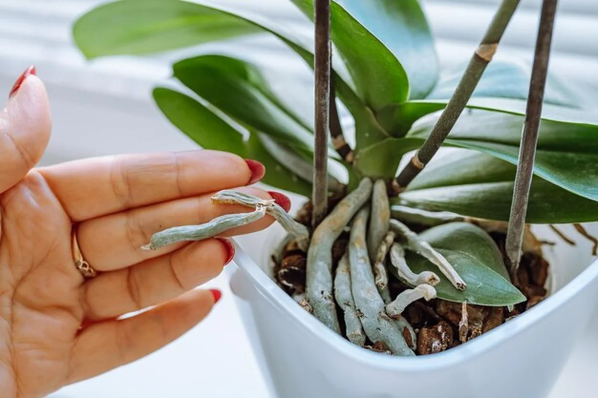 Opieka nad ozdobną orchideą w doniczce