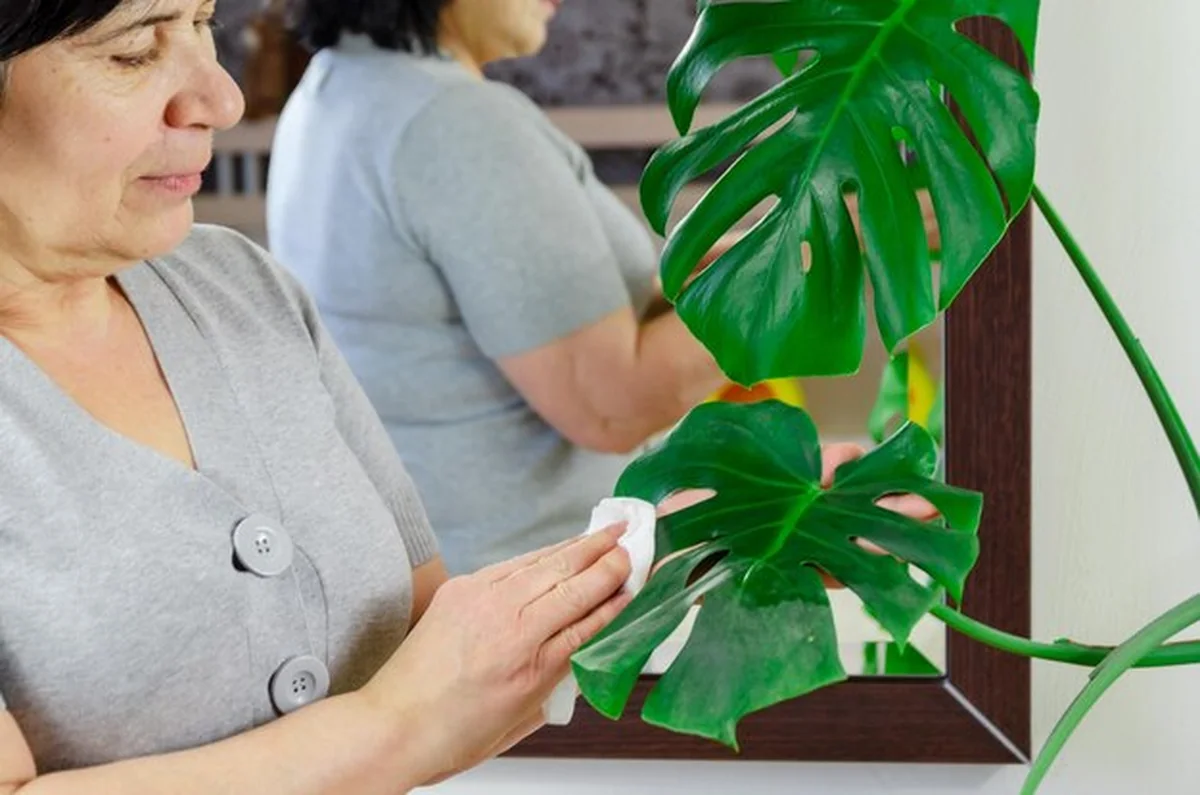 Starsza kobieta czyści kurz z liści monstery przy użyciu serwetki