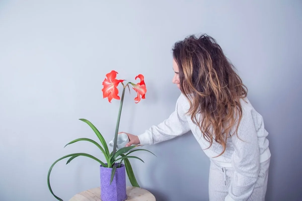 Kobieta podlewa rośliny w domu