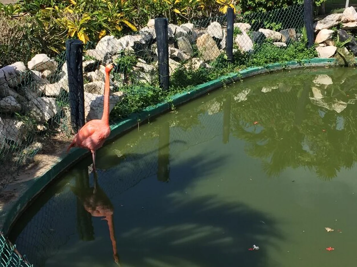 Liście pływające na stawie