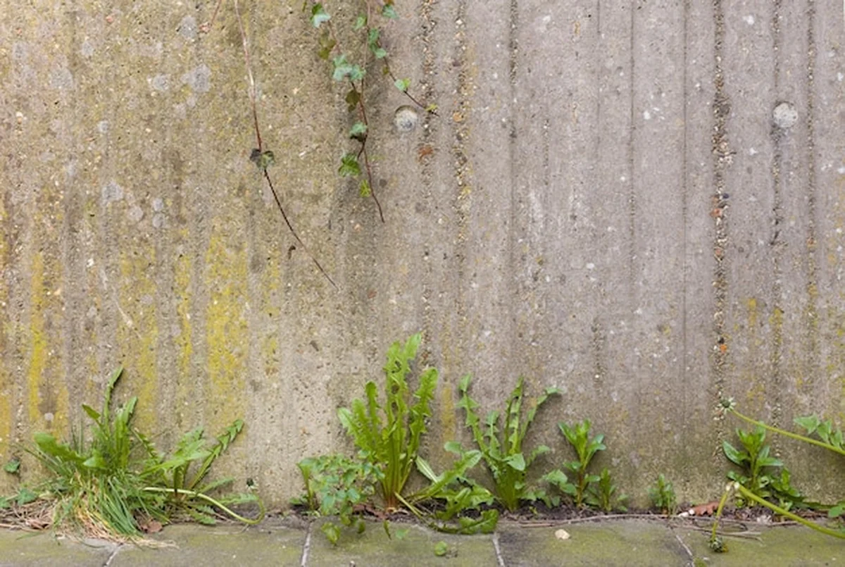Stara betonowa ściana z trawą grunge
