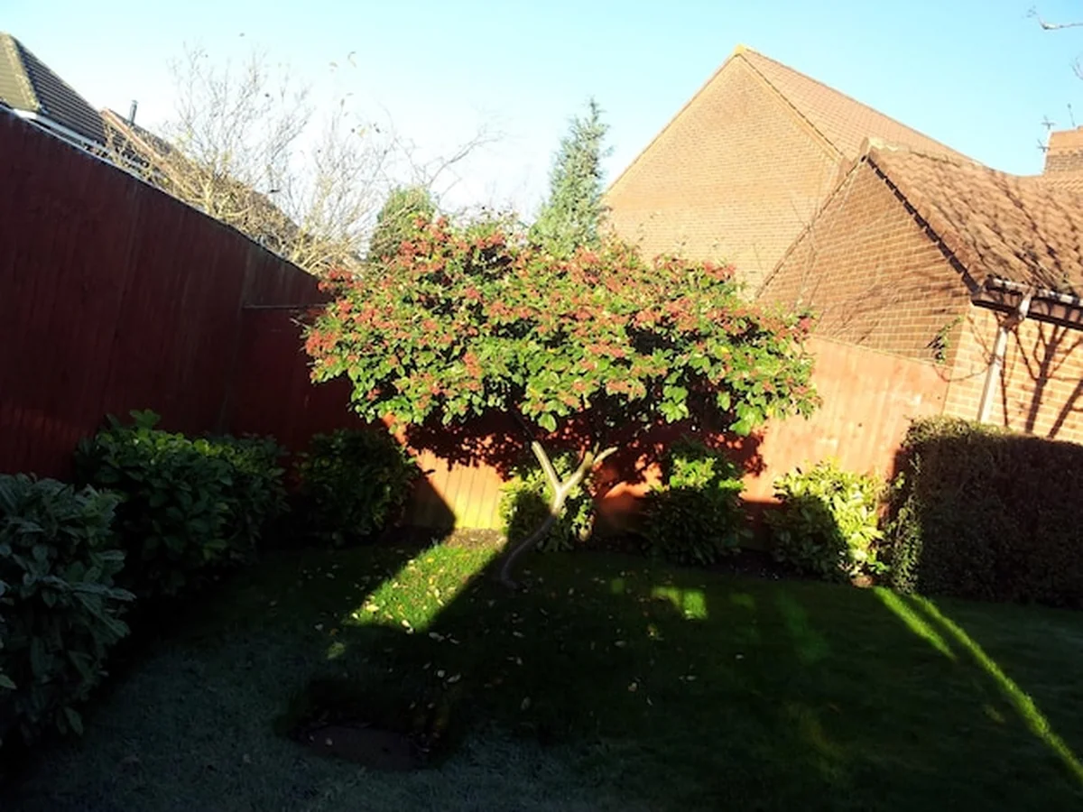 Drzewa i rośliny na słonecznym podwórku