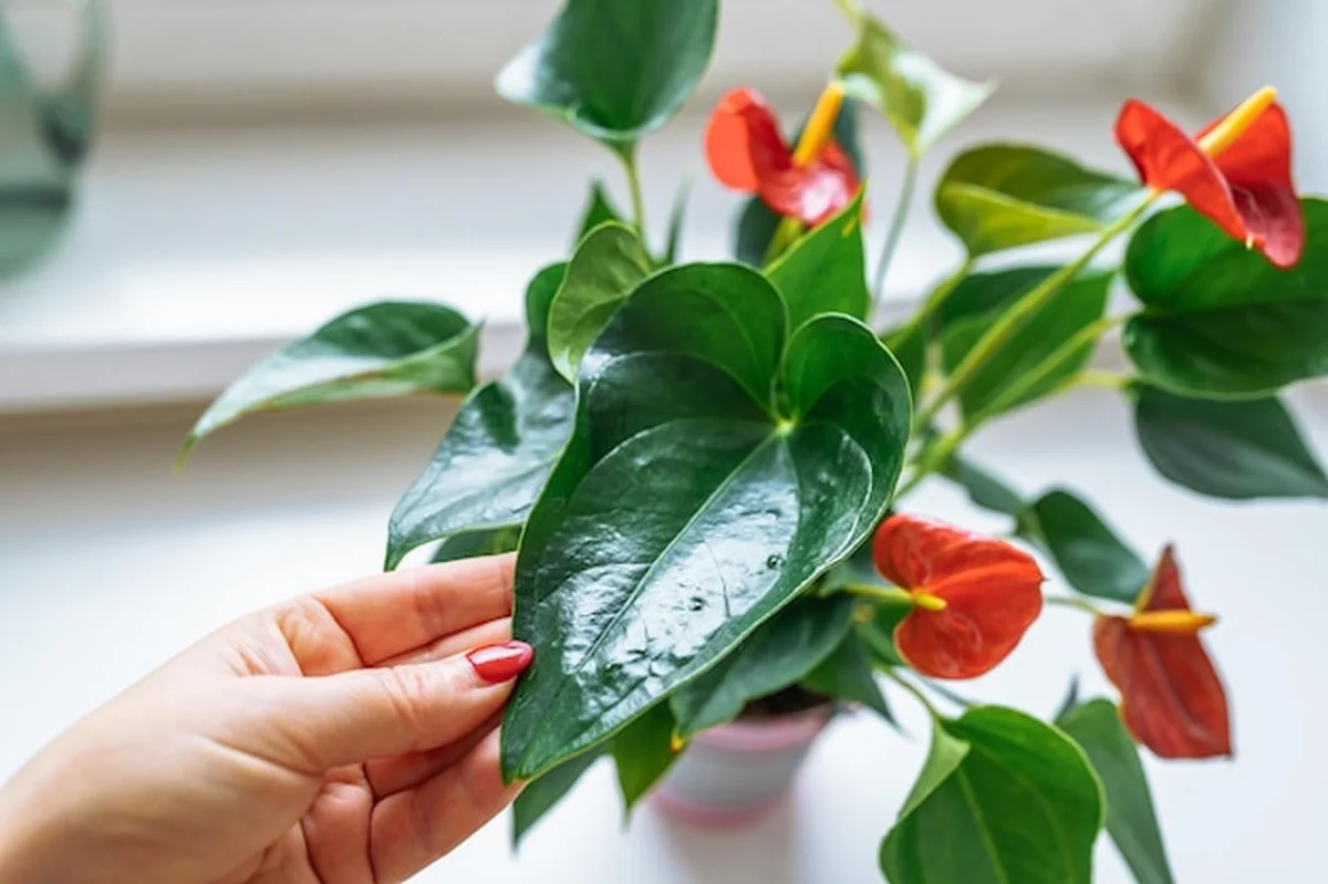 Anturium rośnie kwitnąco w domu