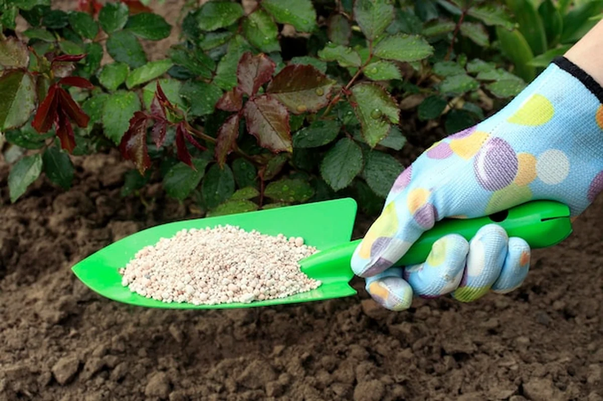 Ręka ogrodnika wsypuje nawozy pod krzew róż